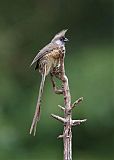 Speckled Mousebird